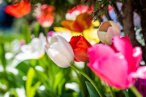Tulip Kebun Musim Semi Bunga Foto Gratis Di Pixabay Pixabay