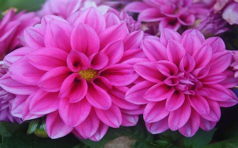 Pink Dahlias Image Id 10802 Image Abyss