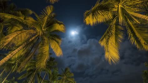 Tropical Night Sky Palm Trees And Moon 4k Night Lapse Stock Footage