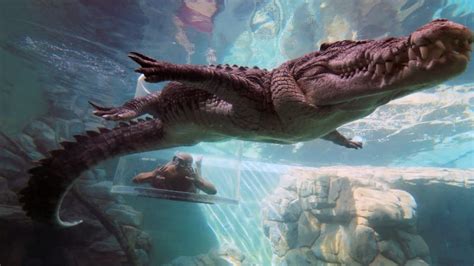 Swim With Crocodiles In The Cage Of Death And Cove Entry Darwin