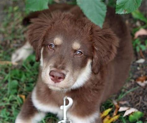 Cocker spaniel mixed with australian shepherd. Sage the Australian Shepherd Mix | Australian shepherd mix ...