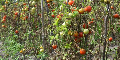 Why Are My Tomato Plants Dying Advice For Late Season Tomatoes