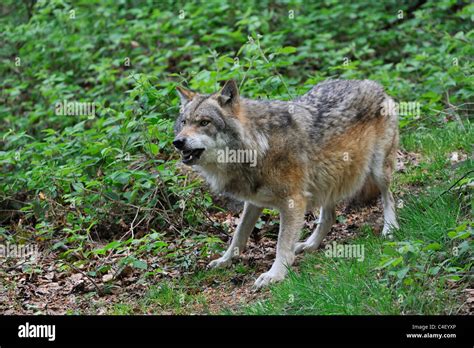 Tail Between Legs Hi Res Stock Photography And Images Alamy