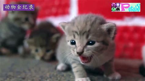 Cute Newborn Kittens Meowing Baby Kitten Meowing Sound Effect A Cats