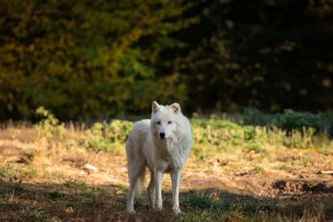 White Timber Wolf Stock Photos Royalty Free White Timber Wolf Images