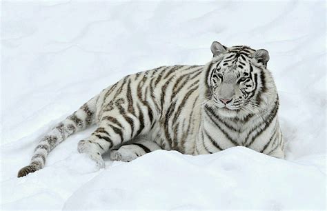 Pin By Klárka Sudolská On Zvířatka White Tiger Pictures White Tiger