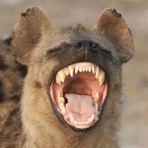 The Laughing Hyenas Youtube