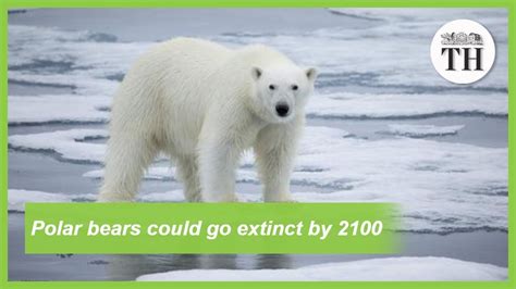 Polar Bears Could Go Extinct By 2100 Youtube