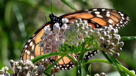 Milkweed For Monarchs Ventura County Plant Giveaways Aim To Sustain