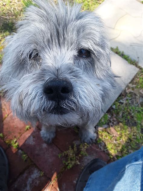 Pet Memorial - Southwoods Animal Hospital