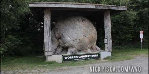 3 months ago 08:51 pornhub bbw, pissing. World's Largest Burl in Port McNeill | WVO
