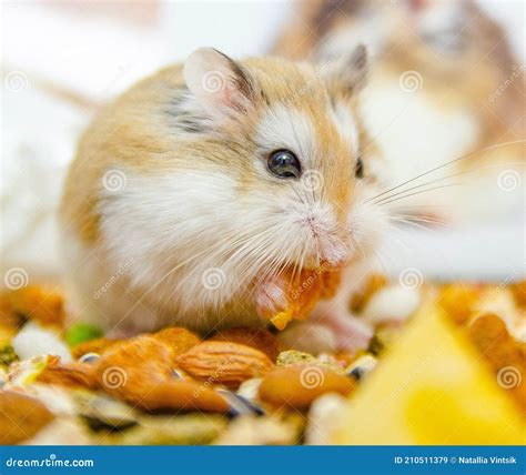 Hamster De Roborovski Image Stock Image Du Nain Adorable 210511379