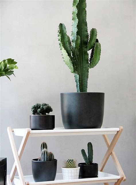 Cactos Em Casa Inspira Es De Decora O A Planta