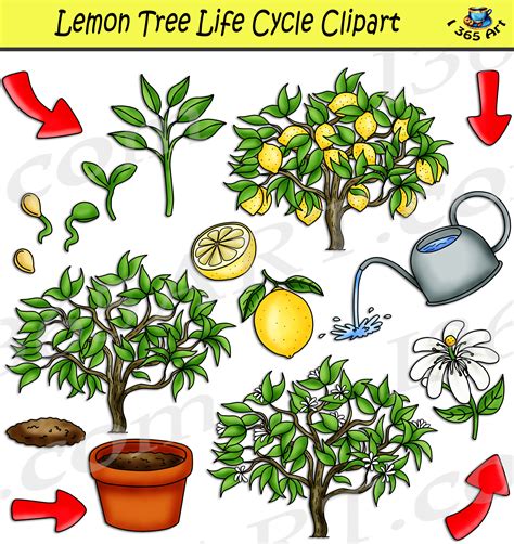Lemon Tree Life Cycle Clipart Set Download Clipart 4 School