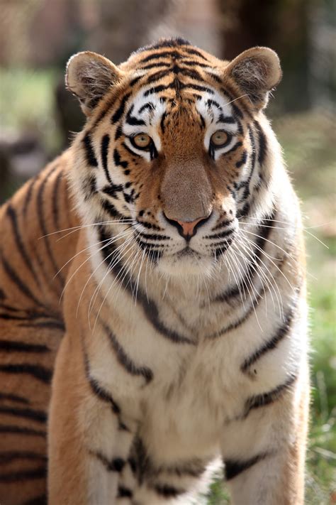 Fifa 16 tigres liga bancomer mx. Tigres-brancos, será que são albinos?