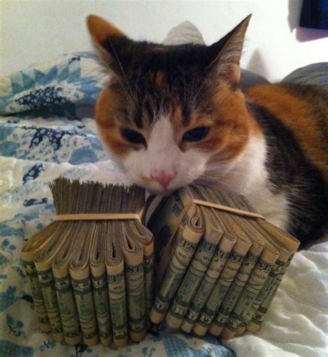 Funny Pictures Of Cats Posing With Money