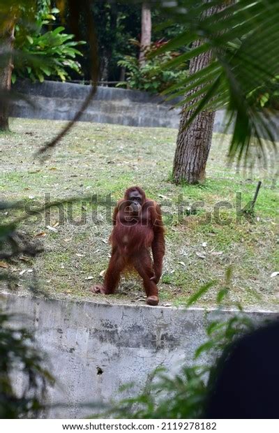 Orangutans Orangutans Zoo Trees Palms Behind Stock Photo 2119278182