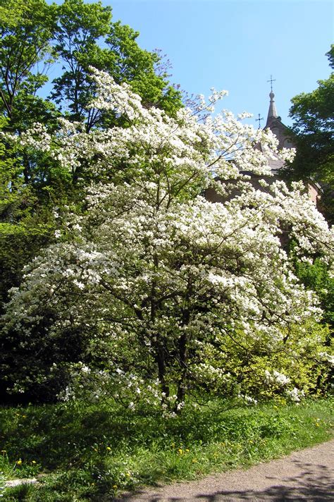 Common name index genera common name index colour of the flower index family: Cornus florida | Tree Wiki | FANDOM powered by Wikia