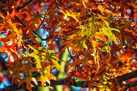 Autumn Foliage Branches Hd Wallpaper Rare Gallery