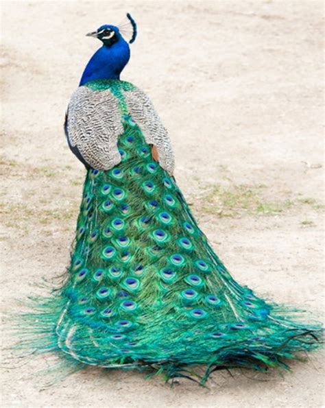 ภาพนกยูงแสนสวย Beautiful Peacock Picture