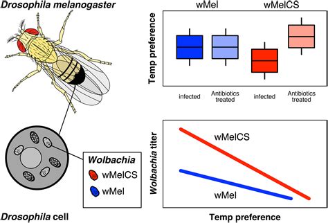 Wolbachia Effects On Thermal Preference Of Natural Drosophila