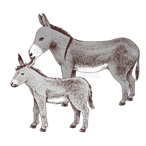 Donkey Foal Stock Illustrations 402 Donkey Foal Stock Illustrations