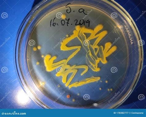 A Culture Of Staphylococcus Aureus Bacteria Stock Image Image Of