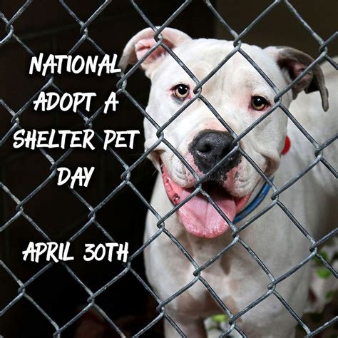 National Adopt a Shelter Pet Day in 2021 | Pet day, Pets, Adoption