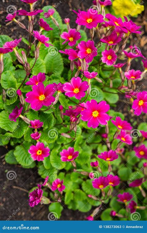 Primroses In The Garden Early Spring Beautiful Bright Flowers Of Red