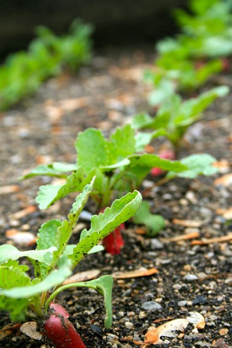 How to Grow Radishes - A Healthy Life For Me