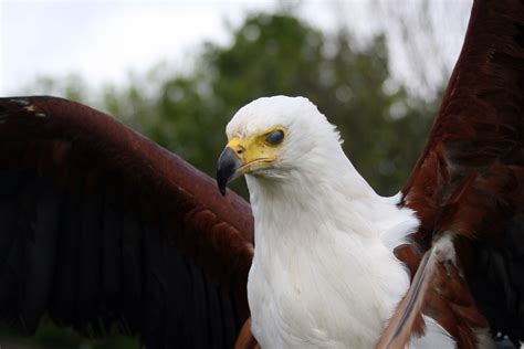free images wing wildlife beak predator fauna raptor plumage bird of prey bald eagle