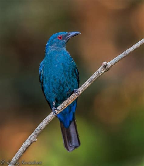 Asian Fairy Bluebird Irena Puella Female Videos Photos And Sound