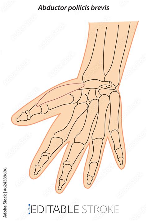 Line Drawing See Through Brevis Doctor Learning Science Hand
