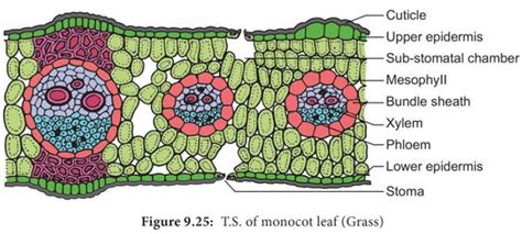 Anatomy And Primary Structure Of A Monocot Leaf Grass Leaf