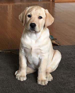 English lab puppy family loved labs has puppies for sale on akc puppyfinder. Breeders of Labrador Retrievers in Mt Airy Maryland
