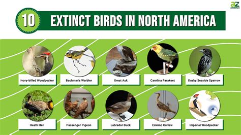 10 Extinct Birds In North America A Z Animals