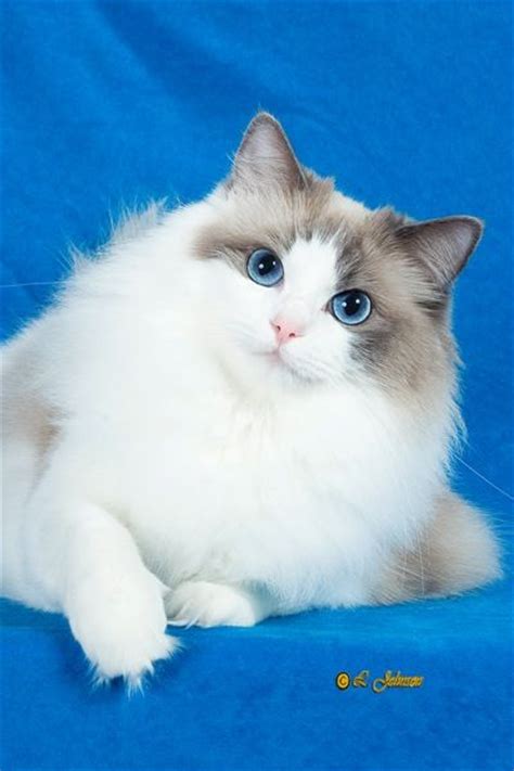 1000+ images about Ragdoll cats and other breeds on Pinterest | Kittens