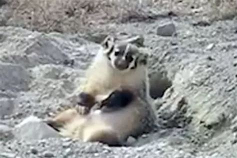 Badger Filmed Burying Entire Cow Carcass In Elaborate Entombment Over