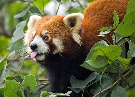 Pictures 10 Most Threatened Forest Hot Spots Named Red Panda