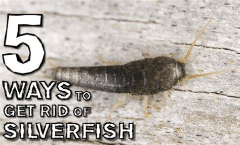 I've been getting silverfish in my bedroom for a few months now. Getting Rid Of Silverfish Permanently ~ Silverfish Bugs