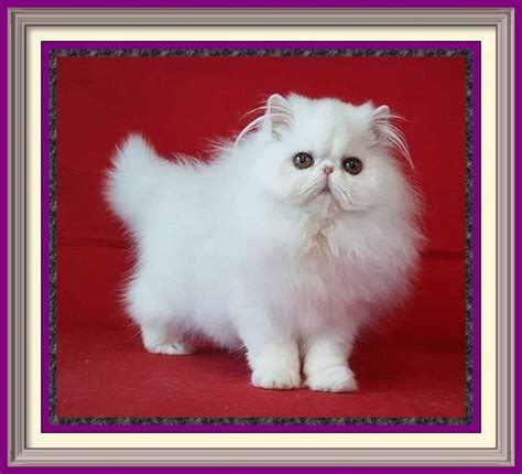 Even after our kittens have settled into their new homes, we strive to offer peace of mind to pet parents by providing health guarantees for every kitten. GC Purrtopia Taittinger on Ice - Purrtopia Persian & Exotics