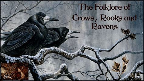 The Folklore Of Crows Rooks And Ravens Asmr Bird Folklore And