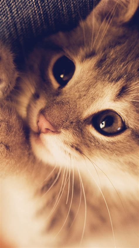 Please contact us if you want to publish a kawaii cat wallpaper on our site. Cute Cat Kitten Nature Animal Android wallpaper - Android ...