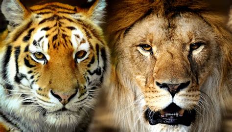 Leão Vs Tigre Diferenças E Semelhanças Entre Eles Mundo Ecologia