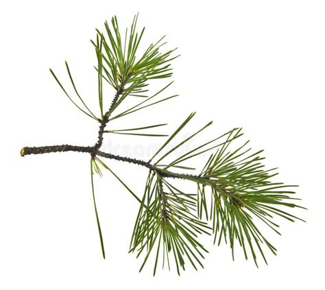 Tree Branch Pine Isolated On White Background Stock Image Image Of