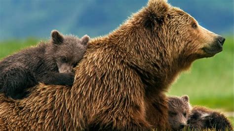 Petition · Stop Killing Bears And Other Wildlife Canada ·