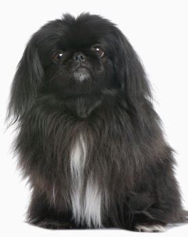 pekingese faq frequently asked questions