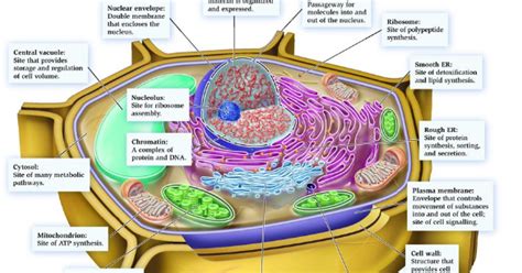 We did not find results for: Gambar Sel Hewan Dan Tumbuhan Lengkap Dengan Fungsi Dan ...