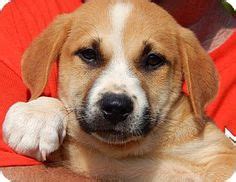 Golden retriever puppies have a strict diet that needs to be followed so they stay healthy and grow. 188 Best Adoptable Golden Retrievers images | Adoption ...