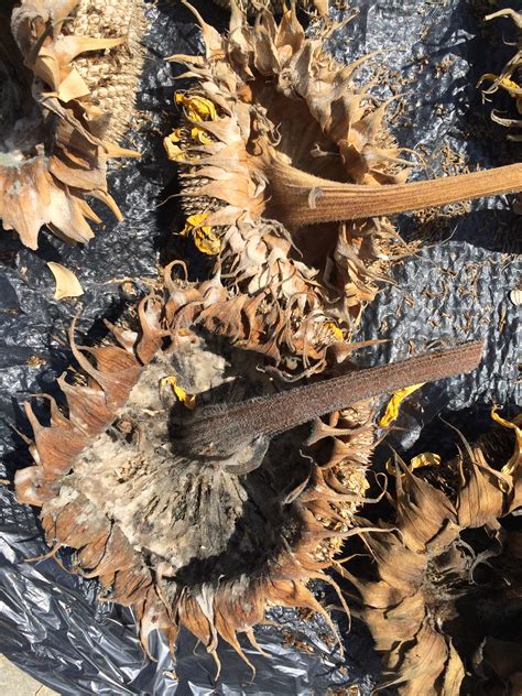 White toenail fungus got its name due to the chalky, powdery specs that are found on the surface of the nail. Sunflower | Safety of Mold on Sunflowers
